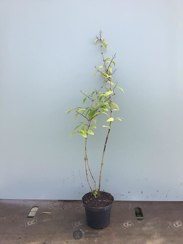 10 deutzia gracillis