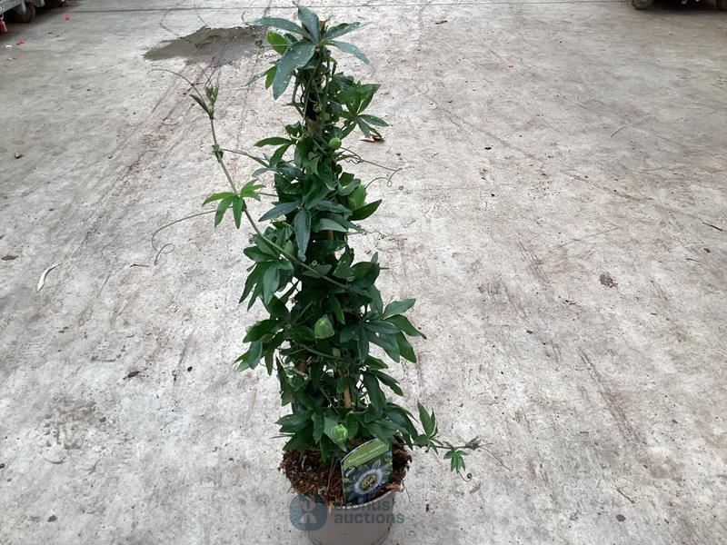 10 passiflora