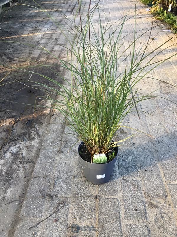 10 miscanthis gracillis