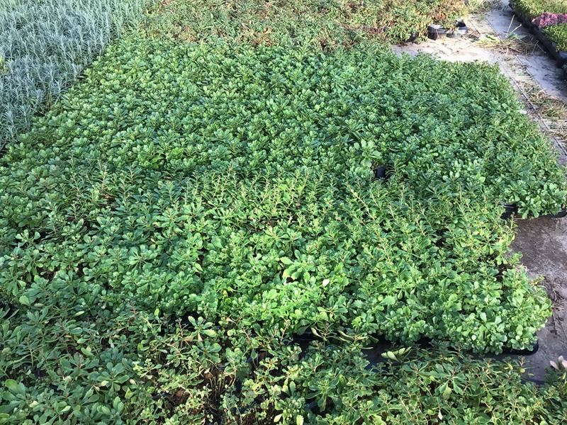 40 sedum mix