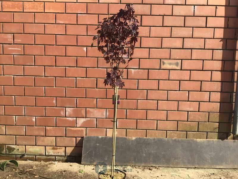 1 acer crimson op stam