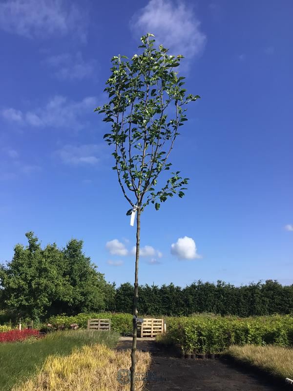 1 pyrus chanticleer