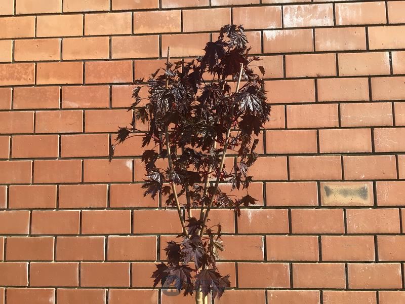 1 acer crimson op stam