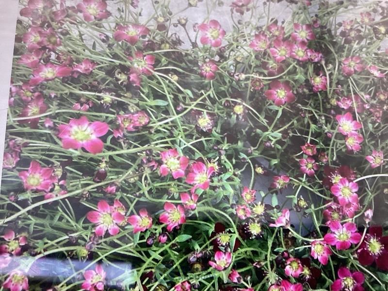 50 rode saxifraga