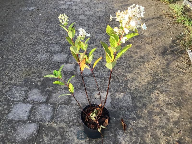 10 hydrangea pinky winky