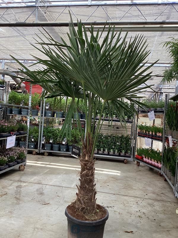 1 trachycarpus