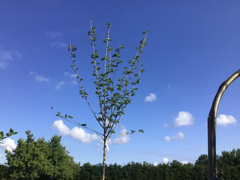 1 prunus kanzan