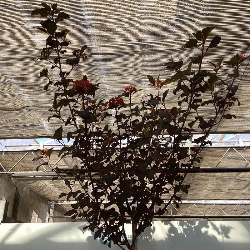 1 physocarpus diabolo