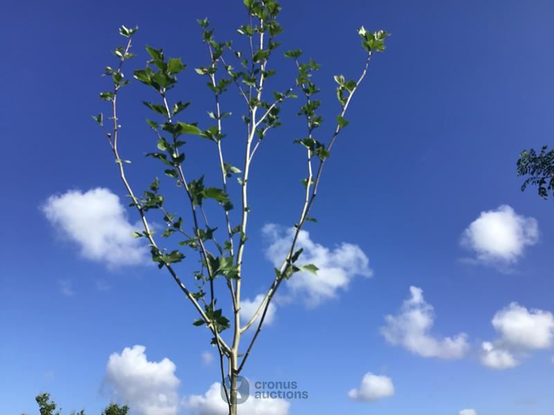 1 platanus hispanica
