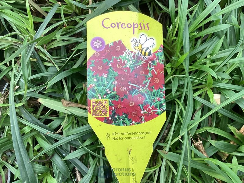 40 coreopsis