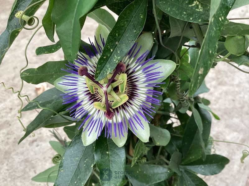 10 passiflora