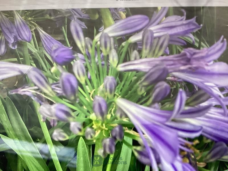 10 agaphanthus