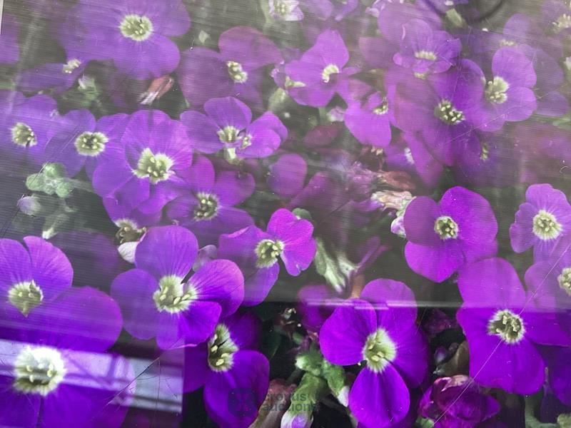 60 aubretia