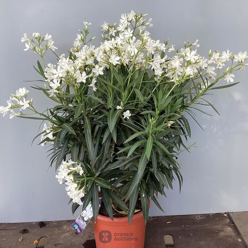 2 oleanders