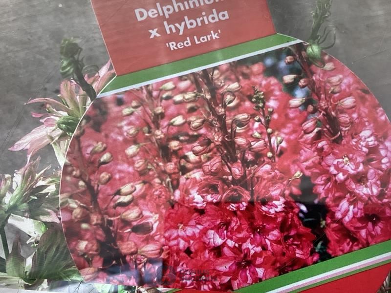 30 rode delphinium