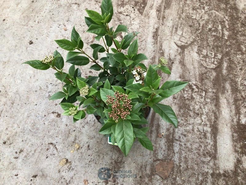 20 viburnum tinus