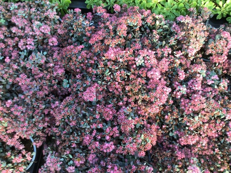 40 sedum mix