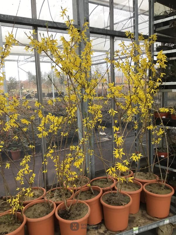5 forsythia