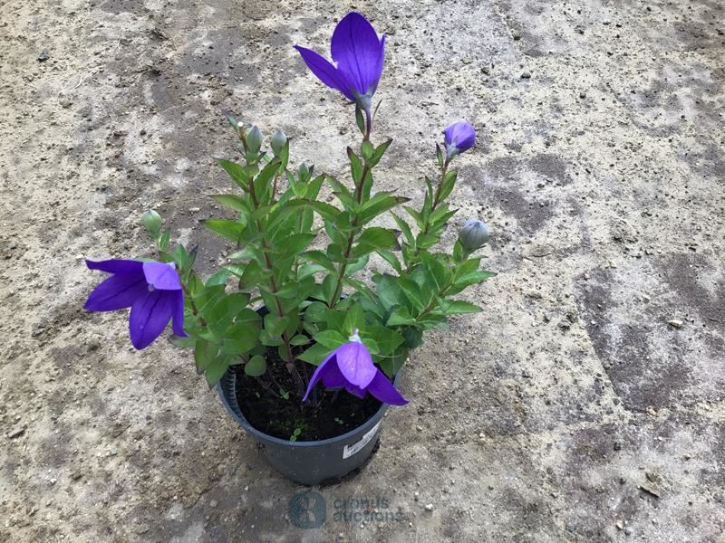40 platycodon blauw