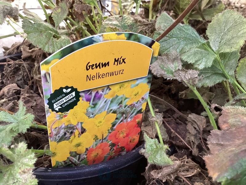 10 geum