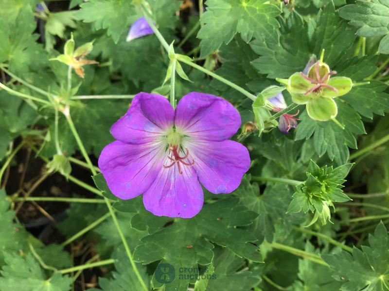 10 winterharde geraniums