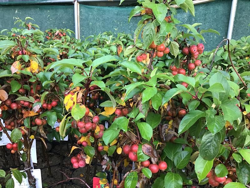 2 malus sierappelstam