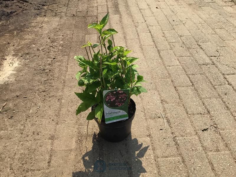 10 hydrangea serrata blue