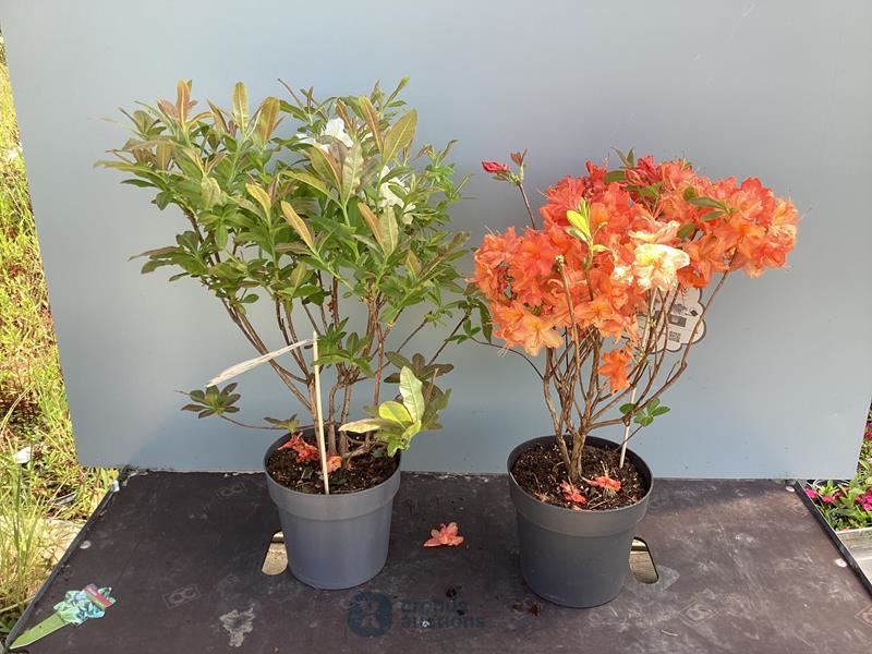 5 azalea mollis