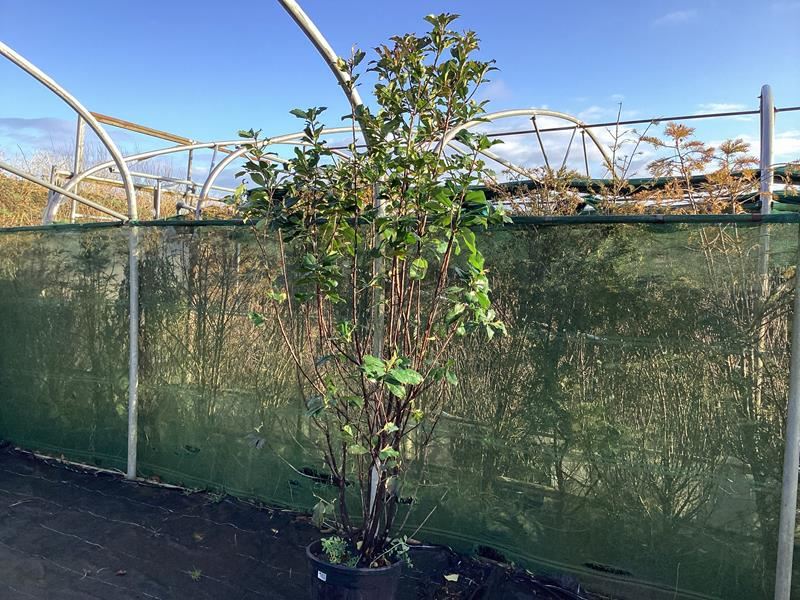 1 photinia