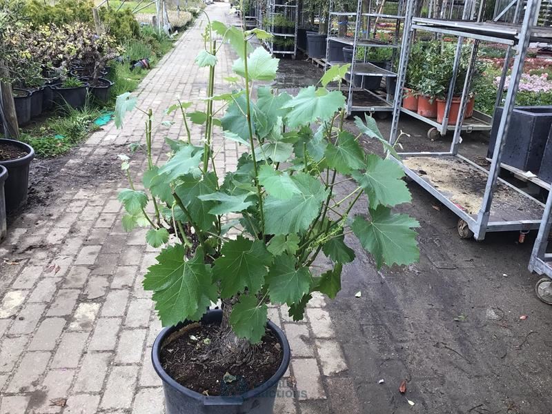 1 druivelaar