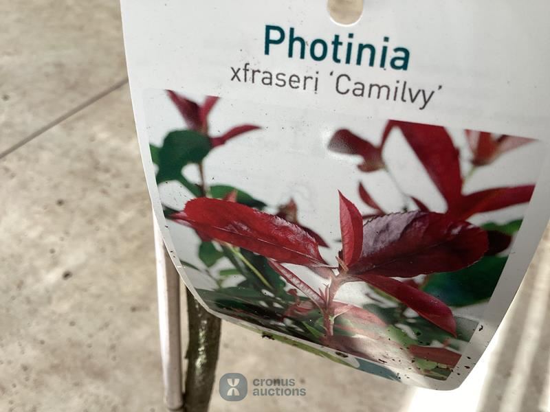 5 photiniastam