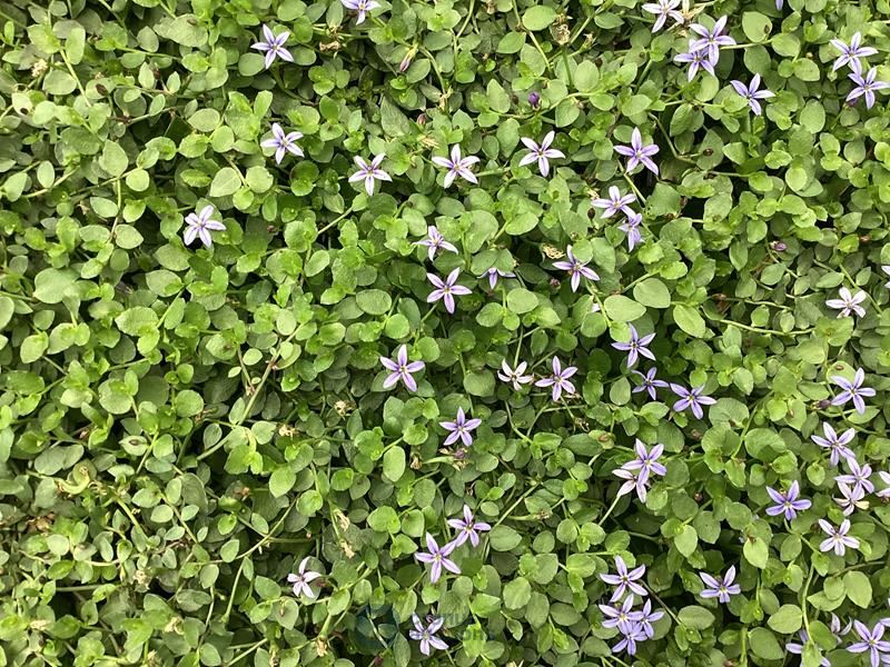 40 isothoma