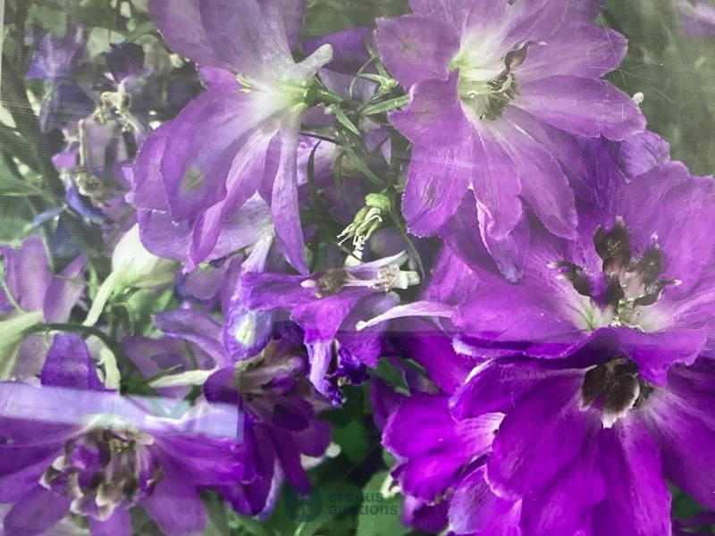 20 delphinium