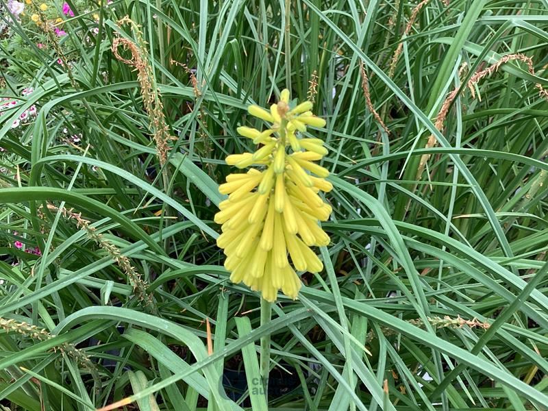 5 gele kniphofia