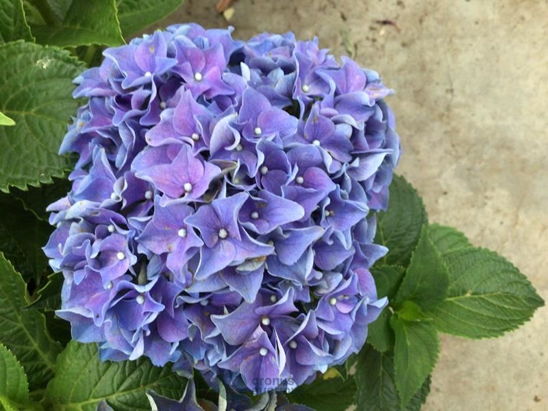 10 hortensia blauw
