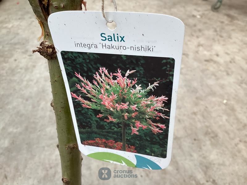 10 salixstam
