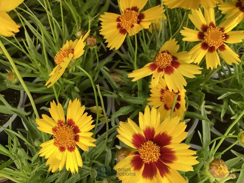 20 coreopsis
