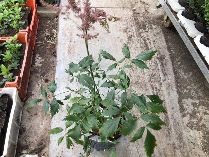 10 astilbe