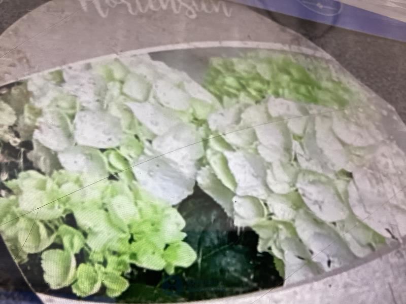 10 hortensia wit