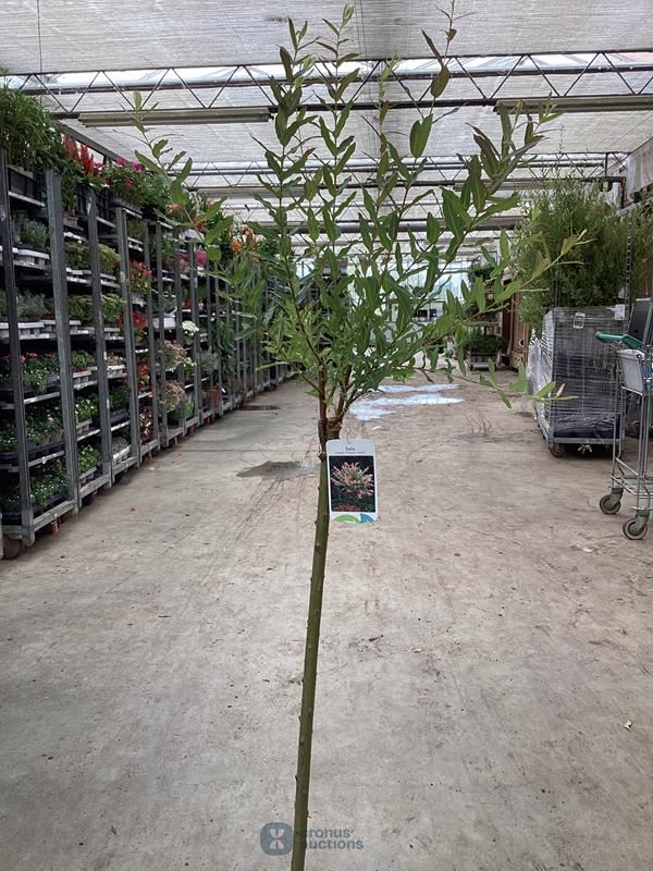 5 salixstam