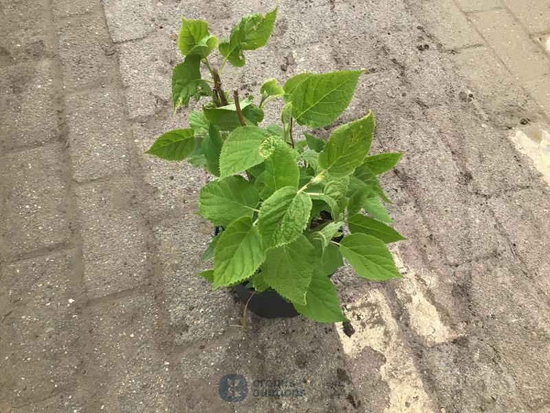 10 hydrangea annabelle