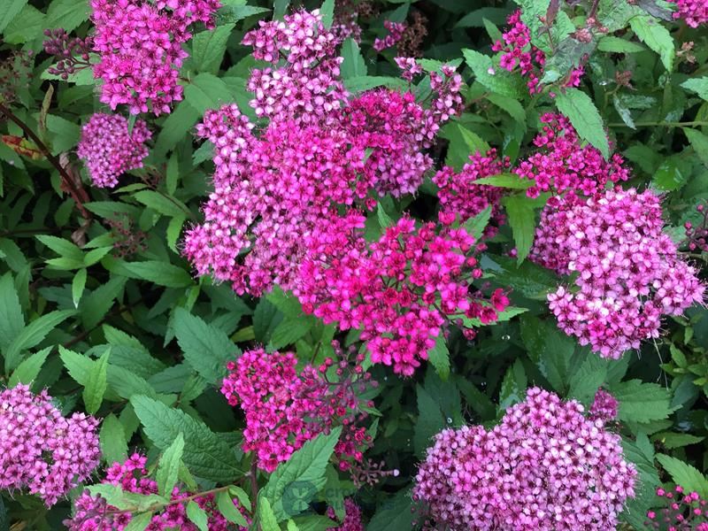 10 spirea