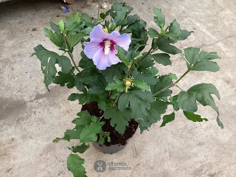 10 hibiscus