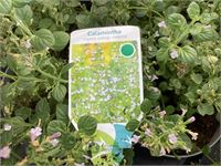 40 callimentha