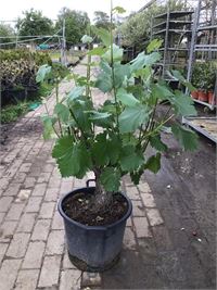 1 druivelaar