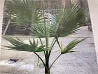 2 washingtonia