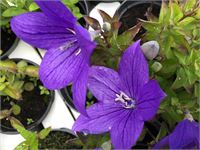 80 platycodon blauw