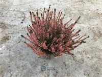 40 calluna