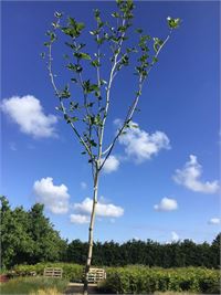 2 platanus hispanica