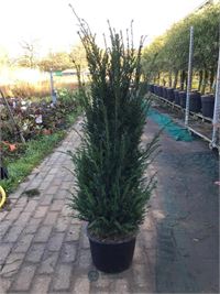 10 taxus 130-150